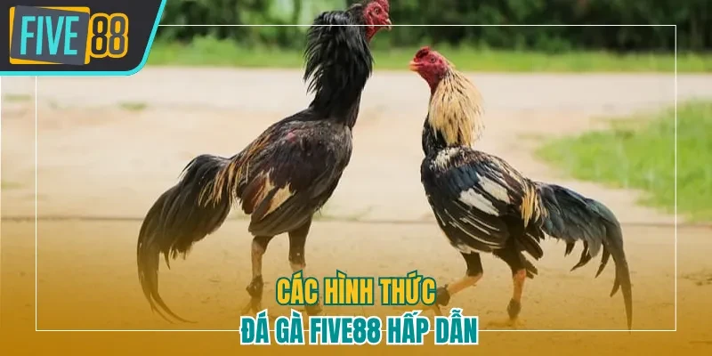 Các hình thức đá gà Five88 hấp dẫn