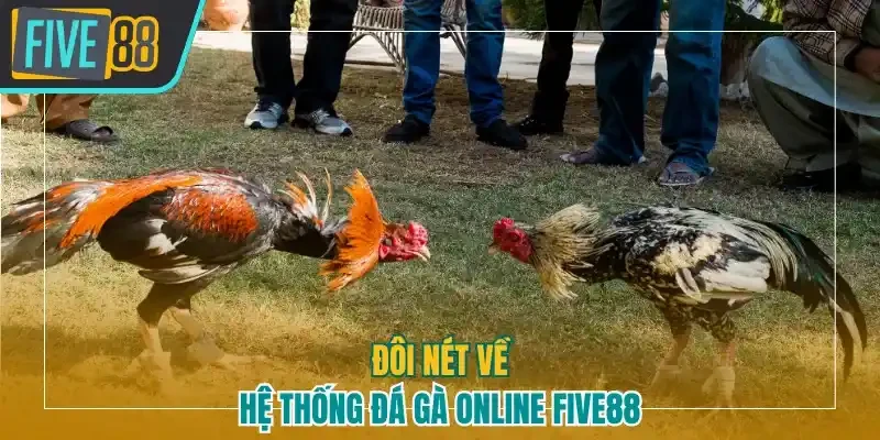 Đôi nét về hệ thống đá gà online Five88